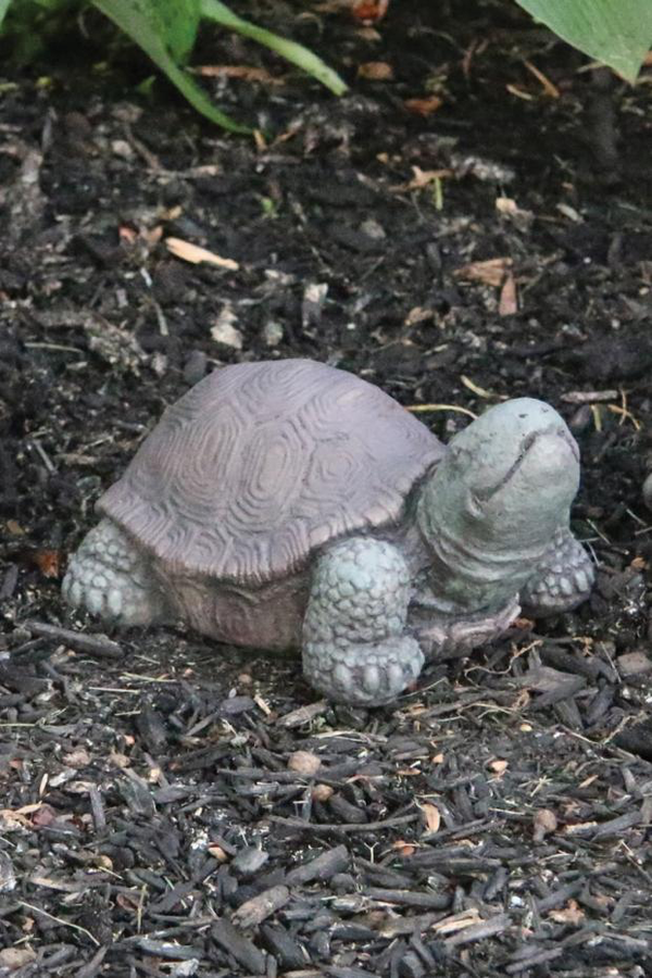 #2372 5" Extra Small Tortoise